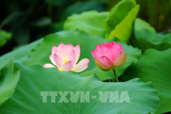  Mùa sen khoe sắc tại Trung Quốc