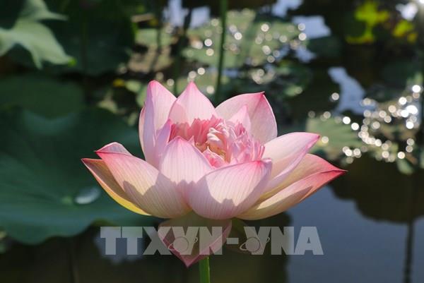 Đẹp ngỡ ngàng sắc sen ở Lào Cai