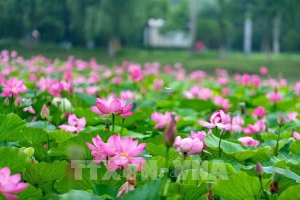 Tổng hợp sự kiện quốc tế nổi bật trong tuần qua ảnh (từ ngày 20-26/6/2026)