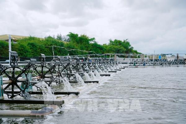 Phát triển kinh tế biển với trụ cột thủy sản và năng lượng xanh