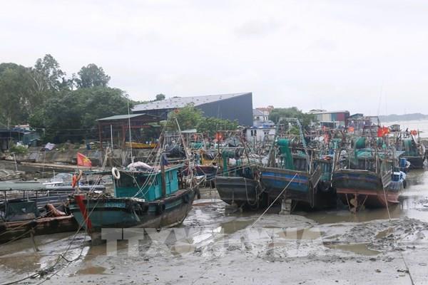 Ứng phó với bão số 1: Quảng Ninh khẩn trương triển khai phương án "4 tại chỗ"