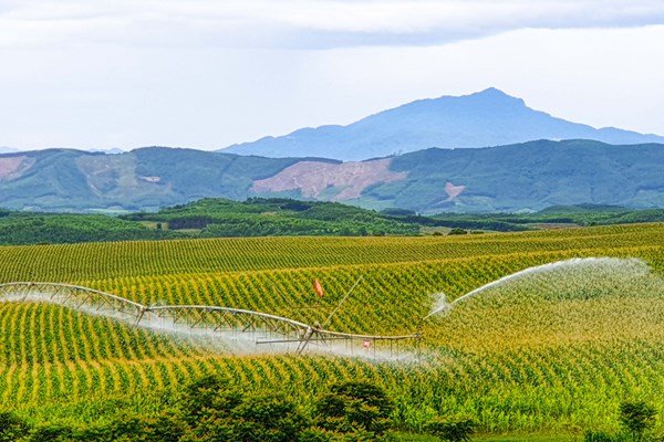 Mảnh ghép xanh trong trang trại bò sữa lớn nhất thế giới