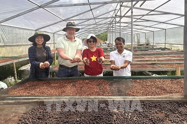 100 năm cà phê Khe Sanh – Bài 1: Hồi sinh trên chiến trường Khe Sanh