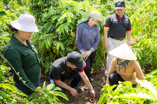 Chuyển dịch sang nông nghiệp tái sinh để nâng cao giá trị cà phê Việt