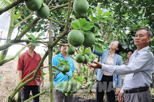 Bưởi da xanh Đồng Tháp viết tiếp giấc mơ xuất khẩu