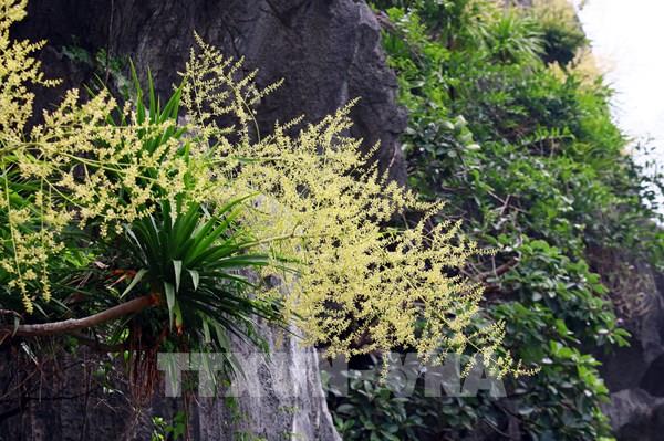 Hoa phát tài núi khoe sắc bên vịnh Hạ Long
