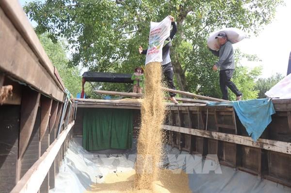 Nông dân Cần Thơ thu hoạch lúa Hè Thu sớm đối mặt với thua lỗ