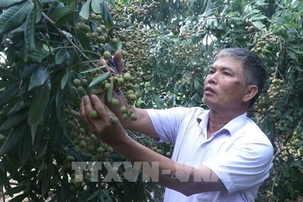Vượt bất lợi thời tiết, nhãn lồng Hưng Yên khẳng định thương hiệu