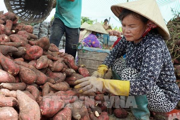 Chùm ảnh: Khoai lang rớt giá, nông dân An Giang lao đao
