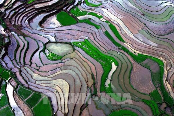 Ruộng bậc thang ở xã Mường La (Sơn La) mùa nước đổ