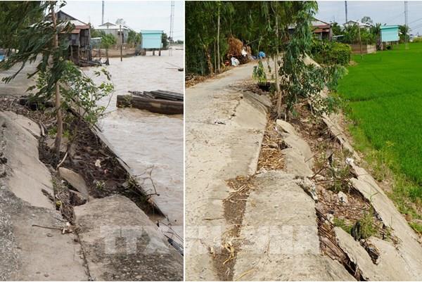 Người dân Đồng Tháp thấp thỏm lo đê bao xuống cấp trước mùa lũ cận kề