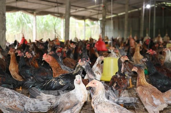 Đồng Tháp: Giá gà giảm sâu, người nuôi chật vật gỡ lỗ