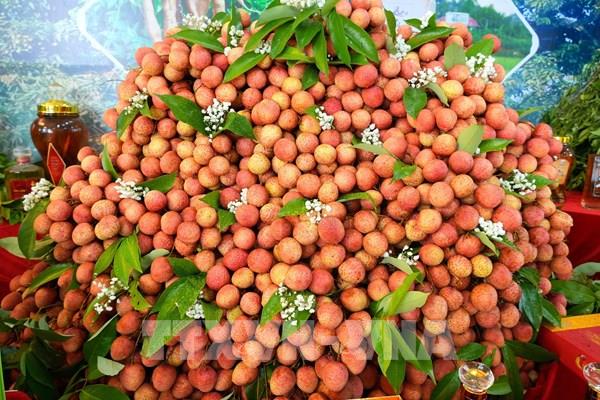 Bắc Ninh: Vụ vải thiều 2026 đạt doanh thu gần gấp đôi năm trước