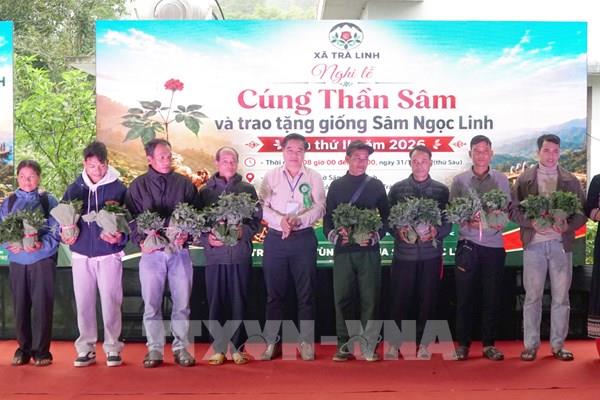 Hỗ trợ 13.400 cây giống sâm Ngọc Linh cho bà con vùng núi