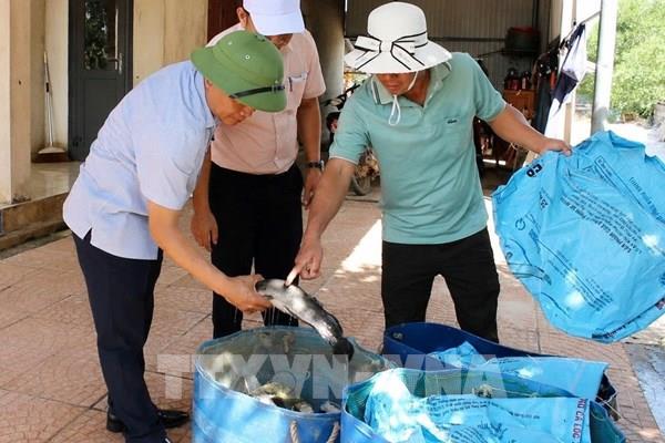 Quảng Trị: Sét đánh trúng hồ nuôi làm thiệt hại khoảng 3 tấn cá lóc