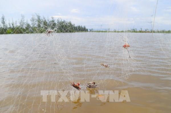 Những "trận địa" bẫy chim tận diệt ven biển