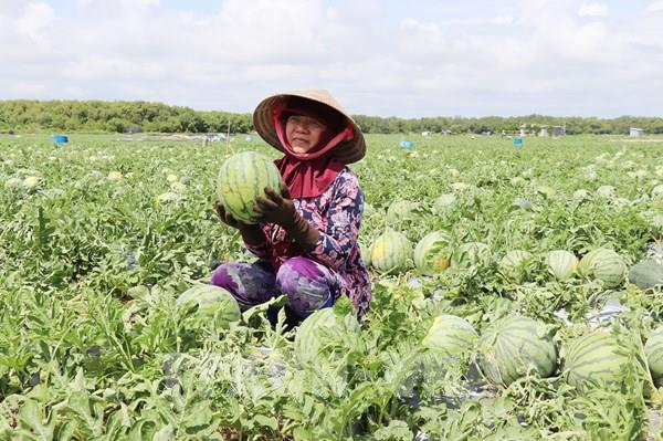 Rộn rã mùa dưa hấu bội thu vùng ven biển Gò Công