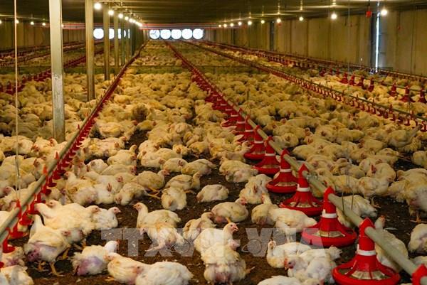 Hướng tới quản trị ngành chăn nuôi và thú y dựa trên dữ liệu