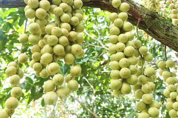 Cận cảnh mùa dâu Hạ Châu mọng quả tại thủ phủ Cần Thơ