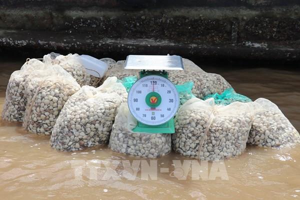 Mùa thu hoạch nghêu thương phẩm trúng giá ở Gò Công