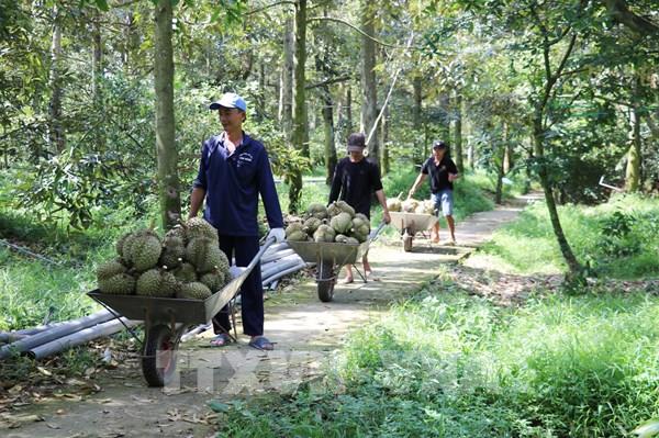  Sầu riêng Việt Nam trước cơ hội mở rộng thị trường xuất khẩu