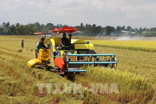 Hai trụ cột để Cần Thơ đạt 170 ngàn ha lúa phát thải thấp - Bài 1: Nền tảng để mở rộng bền vững