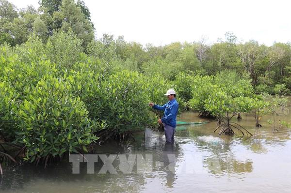 Xem Đồng Tháp dựng lá chắn xanh giữ đất, cứu sinh kế
