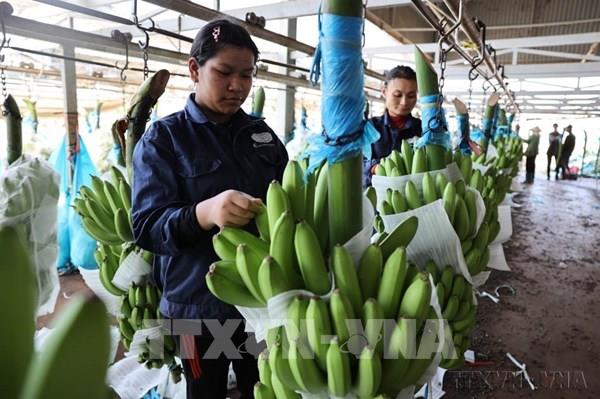 Hàn Quốc: Chuỗi cửa hàng GS25 nhập chuối từ trang trại được chỉ định ở Việt Nam  ​