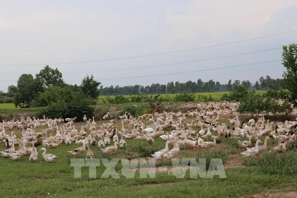 Vĩnh Long tái cơ cấu ngành chăn nuôi theo hướng trang trại, liên kết