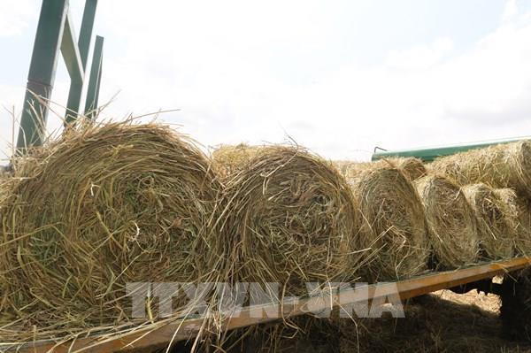 Đồng Tháp tận dụng rơm rạ tăng thu nhập, bảo vệ môi trường