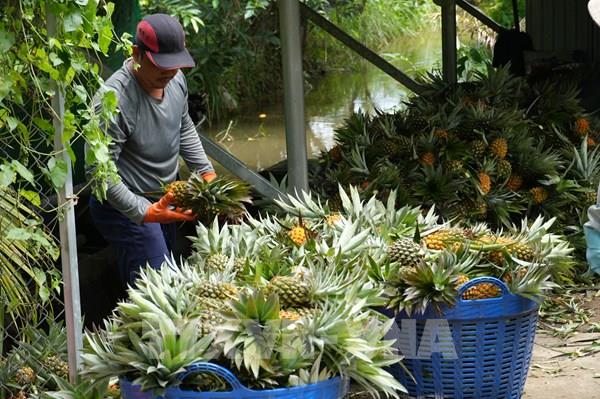 Lấy mã số vùng trồng làm nền tảng tăng giá trị trái cây xuất khẩu