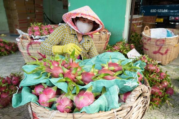 Trái cây Đồng Tháp và hành trình tìm giá trị mới