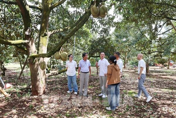 Trăm năm sầu riêng Đắk Lắk - Bài 1: “Người gác gió” đi qua thế kỷ