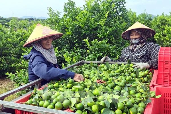 Nghiên cứu xây dựng vùng nguyên liệu chanh phục vụ xuất khẩu