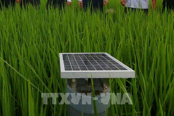 Chủ động rút nước giữa vụ giúp giảm phát thải khí mê-tan