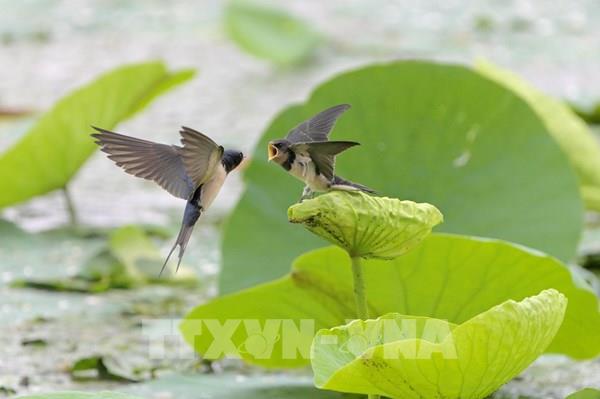 Sức sống tại vùng đất ngập nước Hắc Long Giang (Trung Quốc)