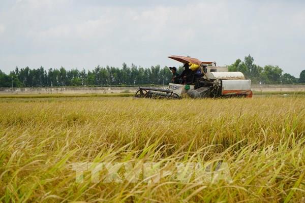 Đồng Tháp thu hoạch lúa Hè Thu, sẵn sàng các phương án đón lũ