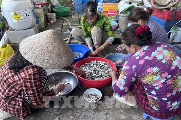 Mùa nước nổi về Đồng Tháp: Ấm no nhờ cá linh non
