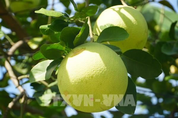 Đặc sản bưởi thanh trà Huế được mùa được giá