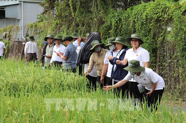 Làn gió mới cho đồng ruộng miền Tây từ hai giống lúa Nông Dân
