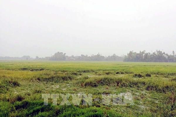 Bắc Bộ huy động hàng trăm trạm bơm tiêu úng gần 18.000 ha