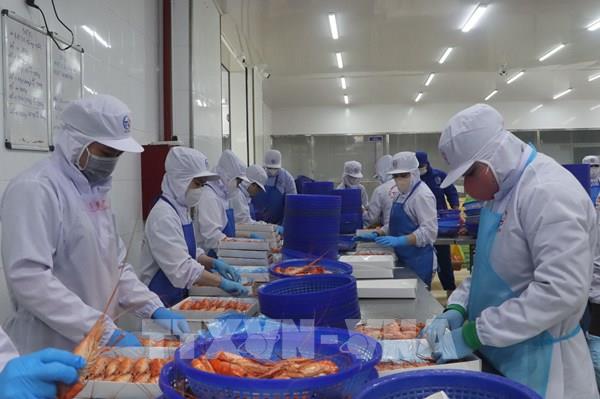 Tôm càng xanh Cà Mau thoát cảnh được mùa mất giá