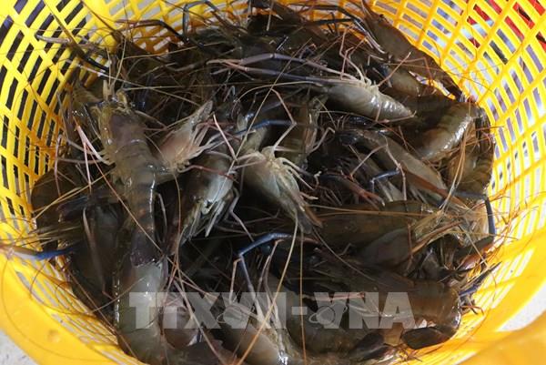 Số hóa sản xuất lúa - tôm, thúc đẩy liên kết chuỗi giá trị