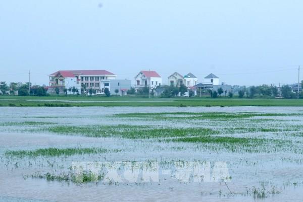 Ảnh hưởng bão số 4: Hưng Yên có hơn 3.600 ha lúa bị ngập úng