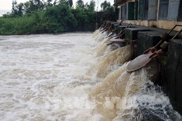 Hải Phòng khẩn trương tiêu úng, bảo vệ hơn 14.000 ha cây trồng bị ngập