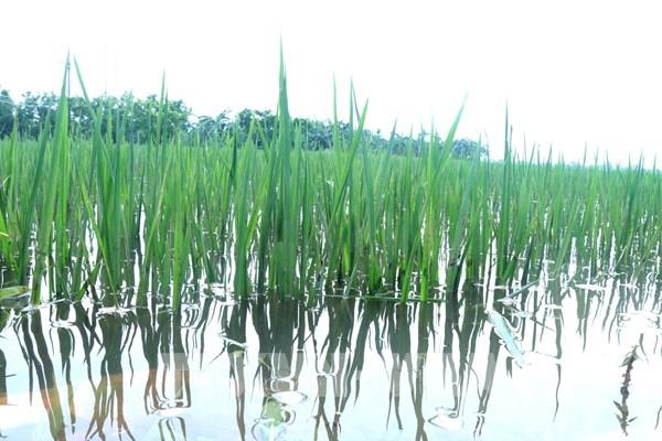 Hưng Yên dốc sức tiêu úng, hạn chế thiệt hại hơn 3.600 ha lúa