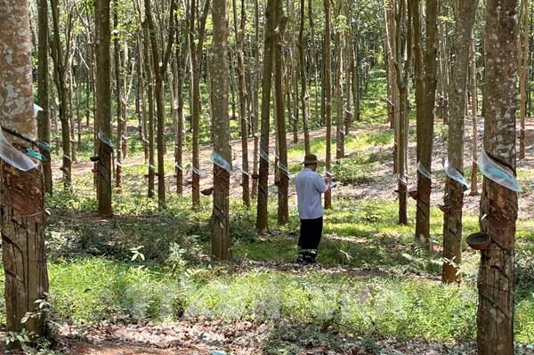 Chậm cưa cắt cây cao su khiến 3 dự án kết nối sân bay Long Thành bị ảnh hưởng