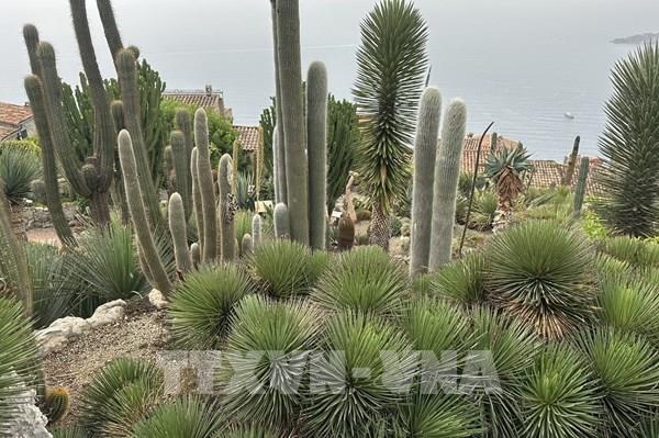Khám phá khu vườn kỳ thú trên đỉnh đá Riviera (Pháp)