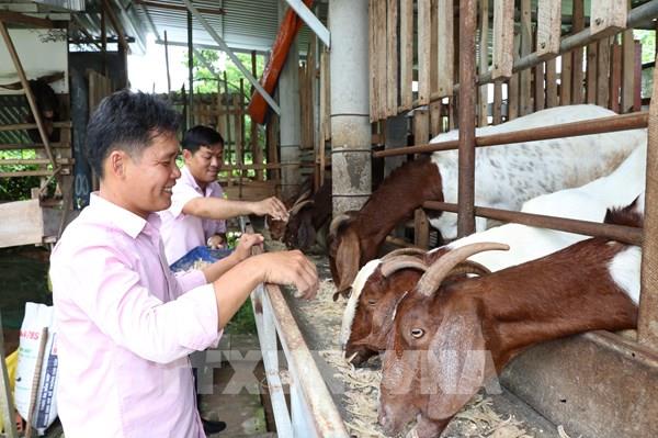 Đưa vốn tới tận cơ sở tiếp sức các hộ dân phát triển sản xuất