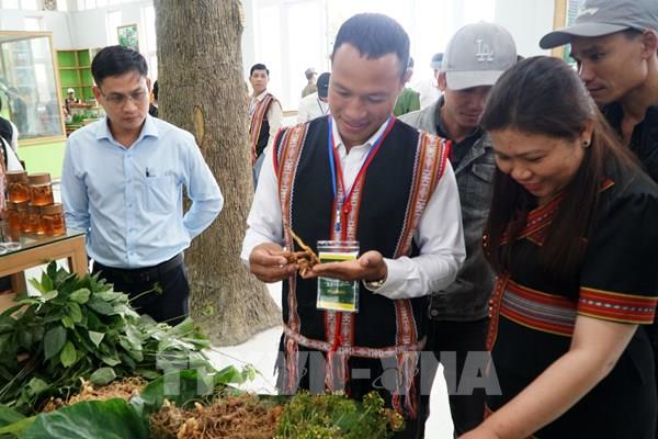 Tìm đầu ra, nâng giá trị “quốc bảo” sâm Ngọc Linh
